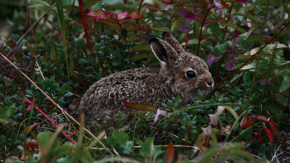 Photograph by Людмила Москвичёва