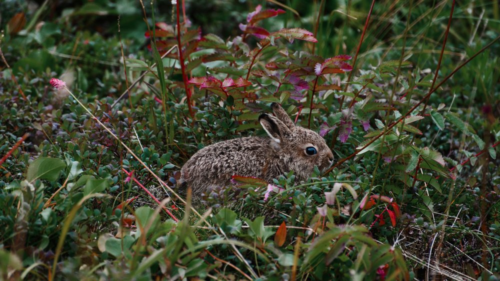 Photograph by Людмила Москвичёва