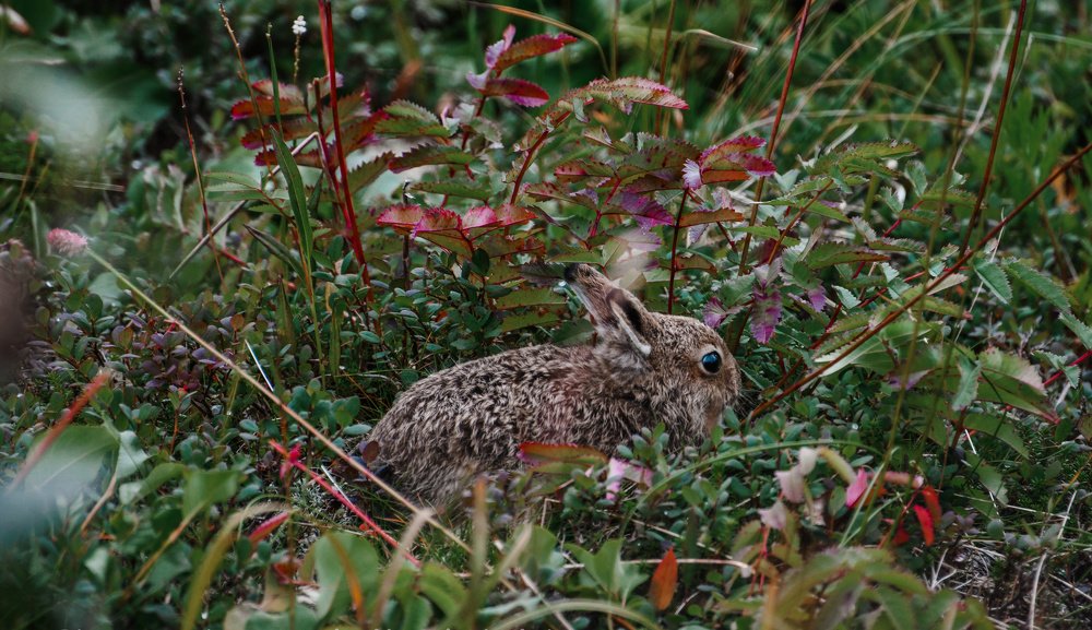 Photograph by Людмила Москвичёва