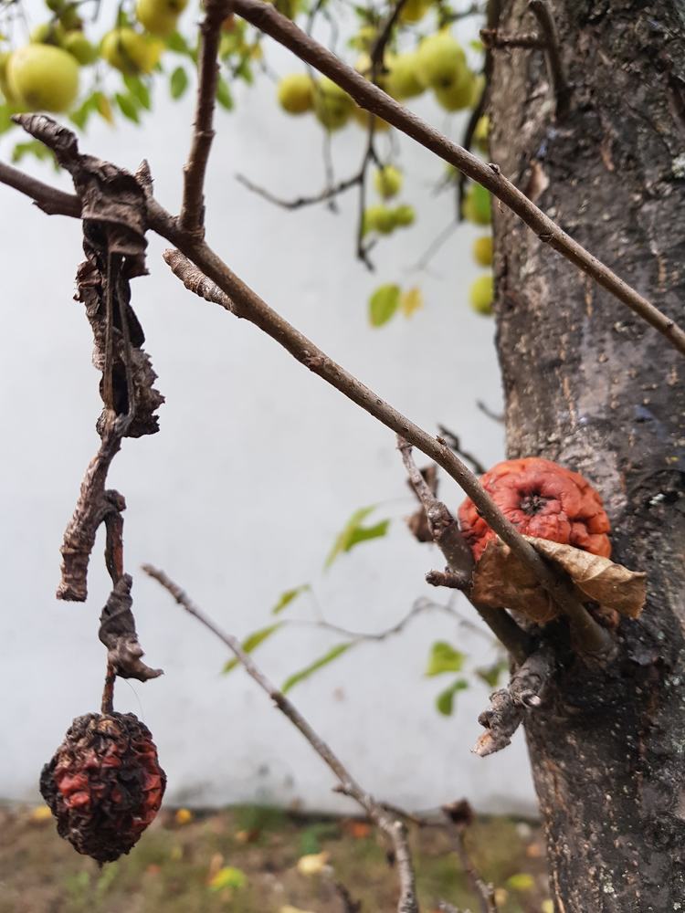 The fruits of the garden