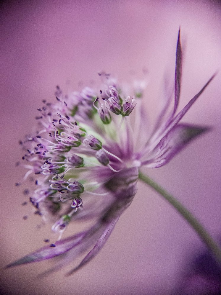 Фотография автора Марина Алексеевская