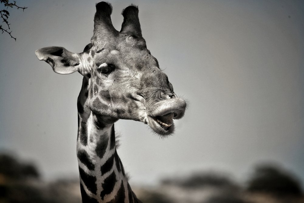 Photograph by Jytte Ferreira