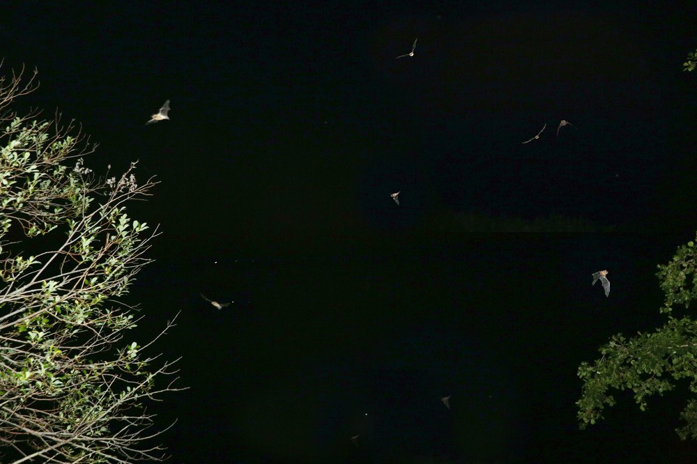 Летучие мыши