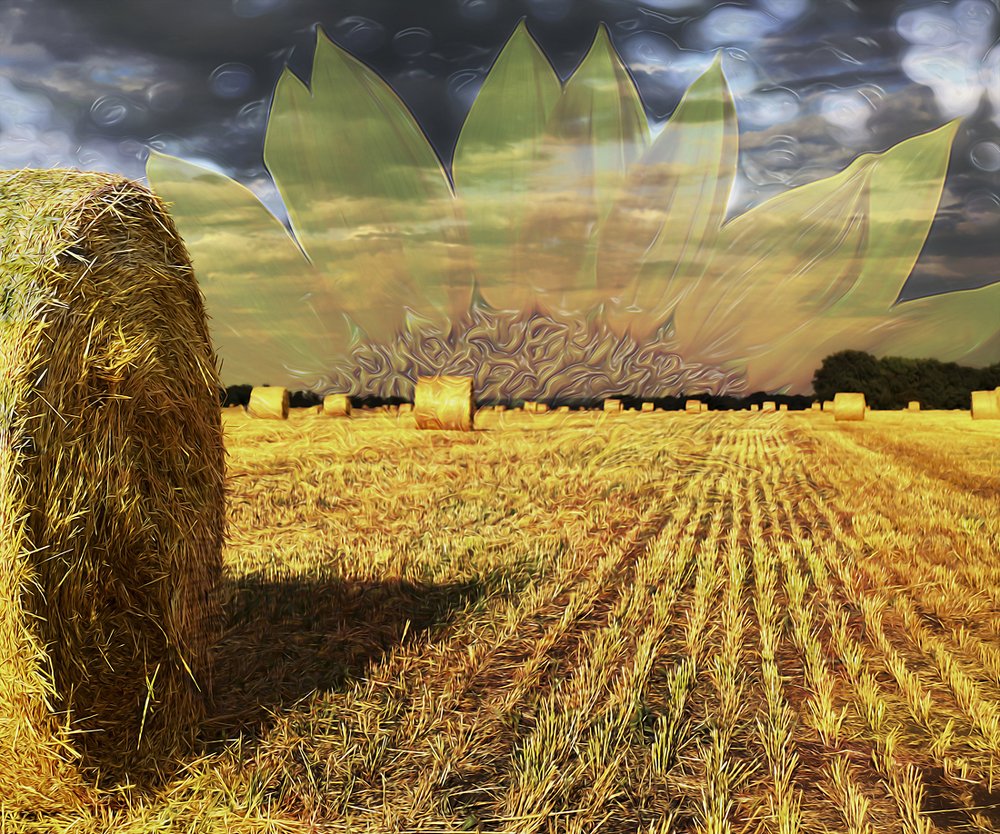 Рассвет в поле