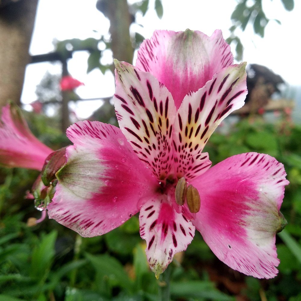 Photograph by Juan David Cabrera Betancourth