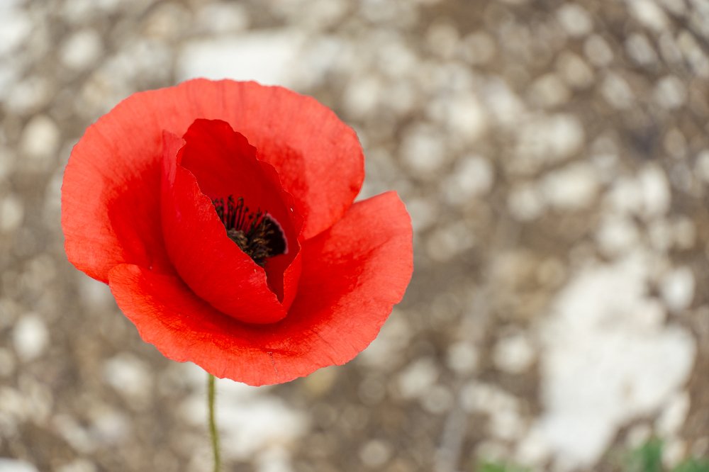 Photograph by Jeni Vladeva