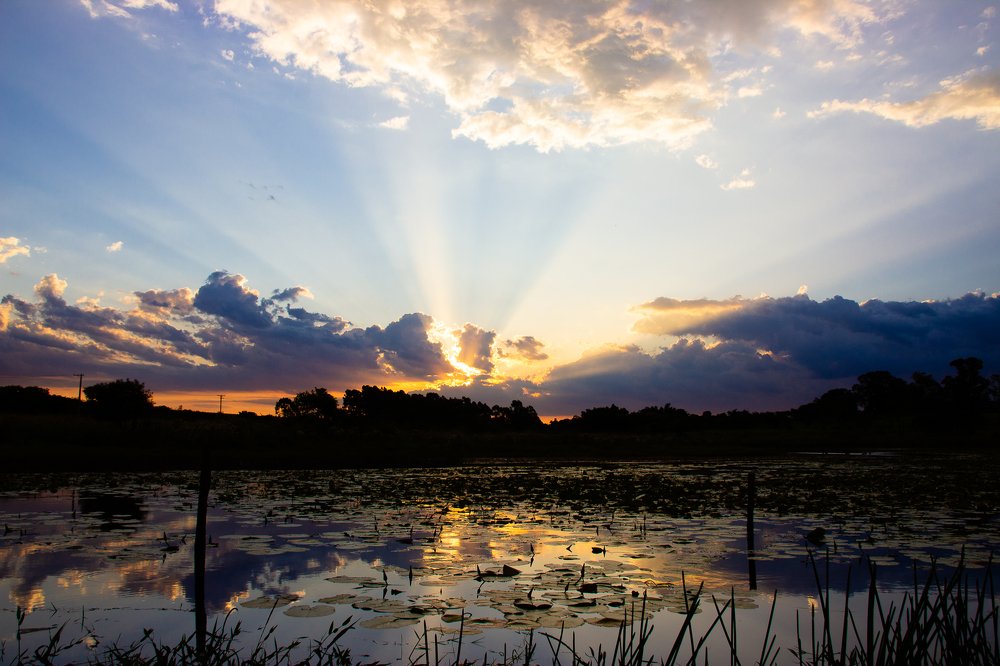 Sunset between clouds with sunbeams over a pond with water plants