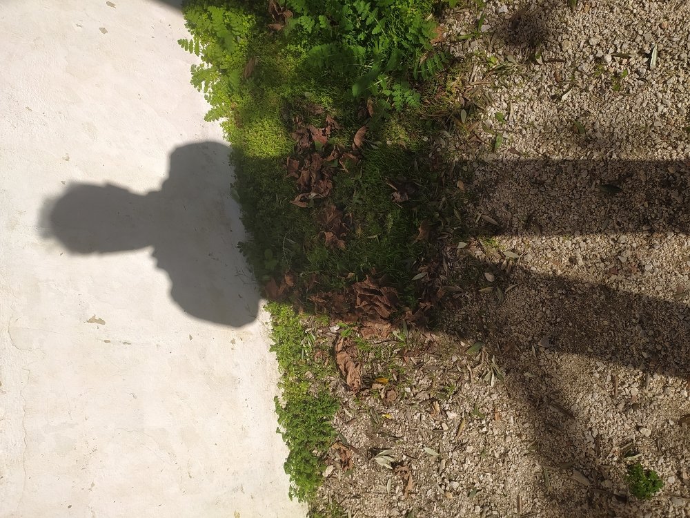 The king of the world