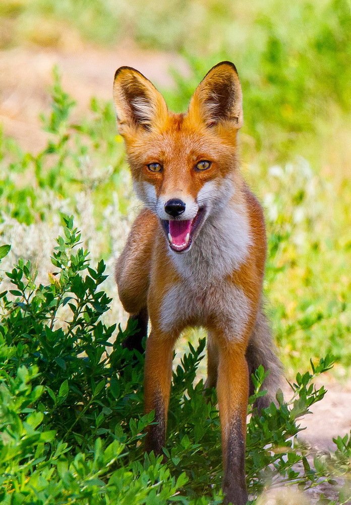 Утренняя встреча с ночной хищницей