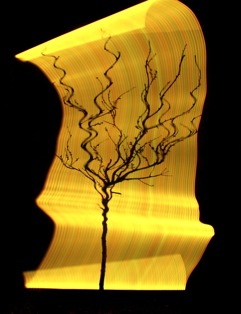 Photograph by Maya Step