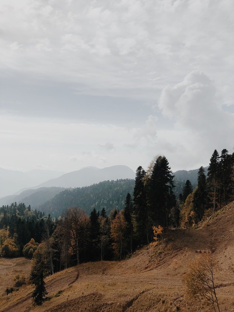 Forest