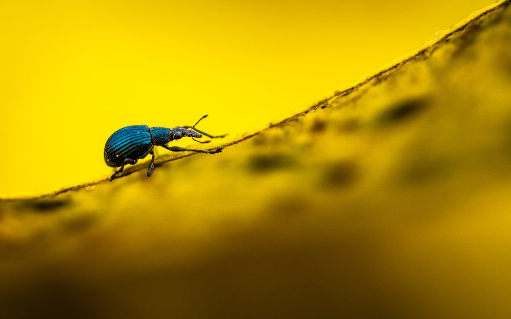 Mini mountain climber