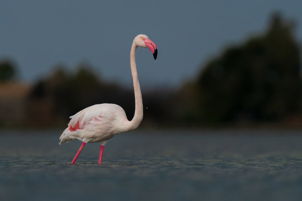 The Greater Flamingo