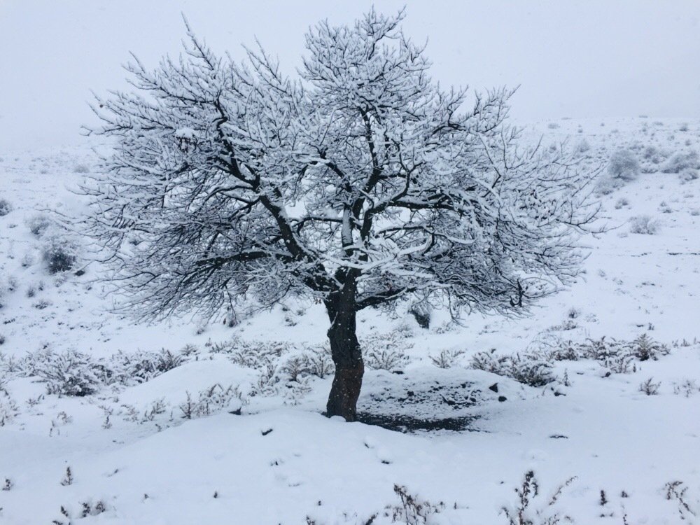 Photograph by Елена Кадирова