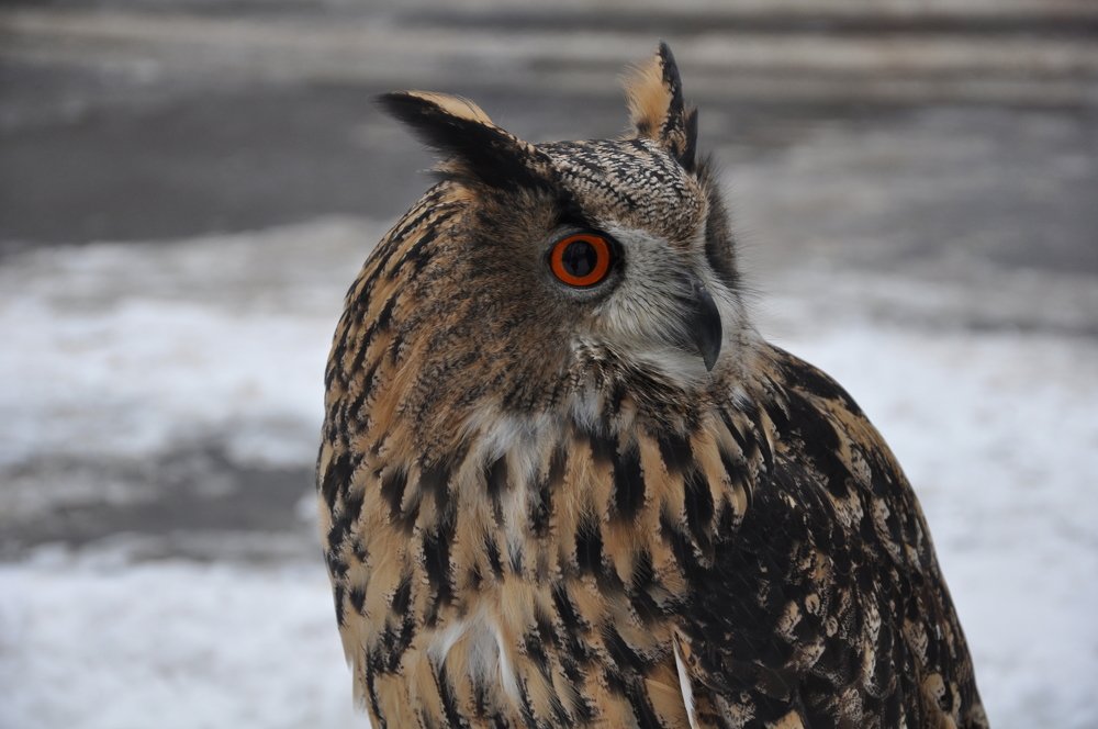 Photograph by Галина Лысых