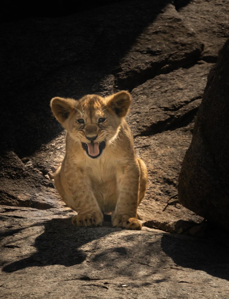 Юный хищник