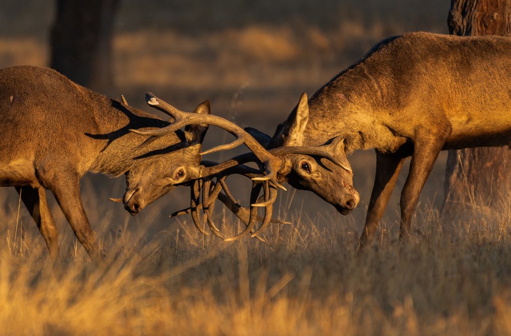 Fighting for females