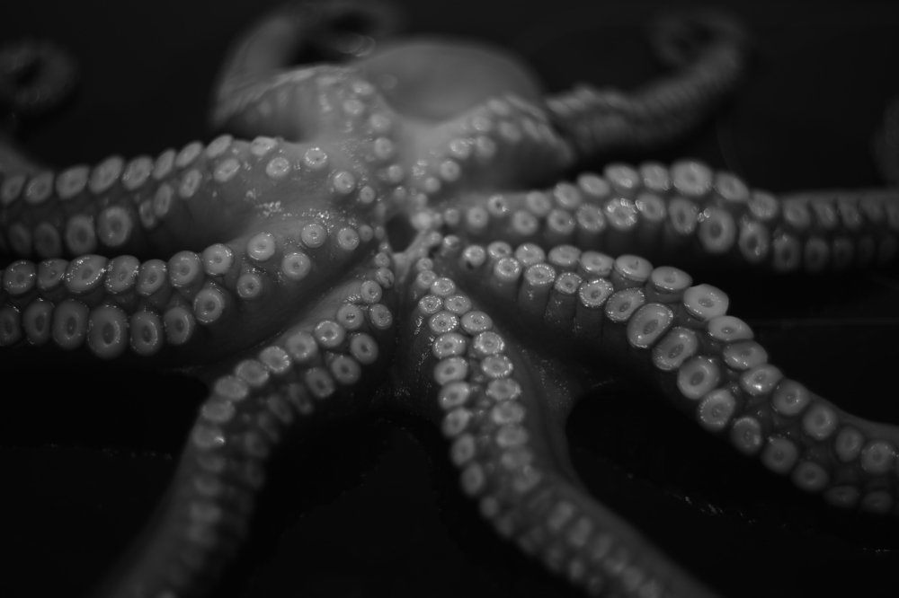 Photograph by Athos Florides