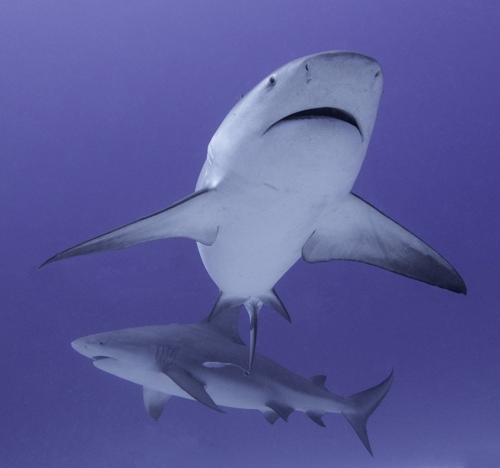 Photograph by Екатерина Чистякова