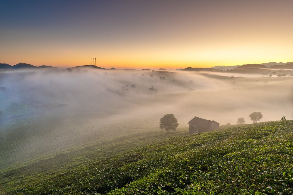 Tea hills in the mist.