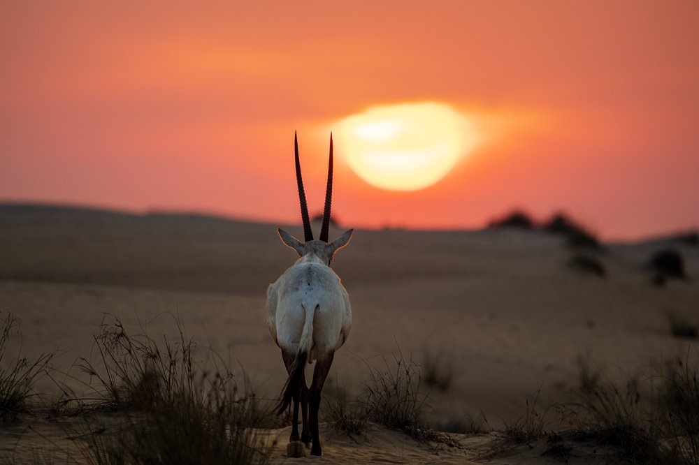 Фотография автора Zubair Irshad