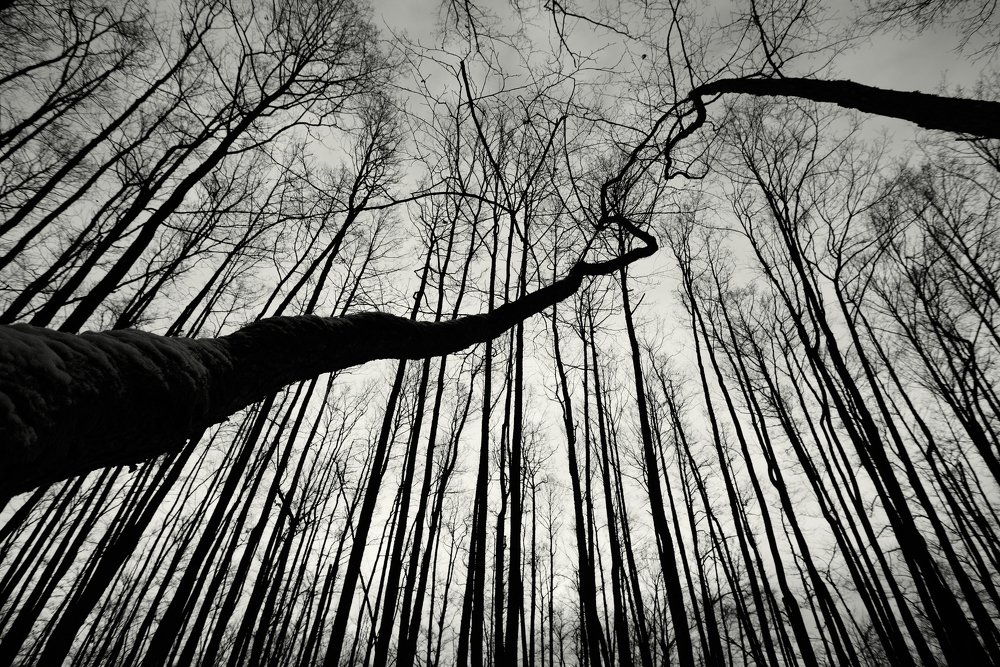 Photograph by Игорь Бадяев