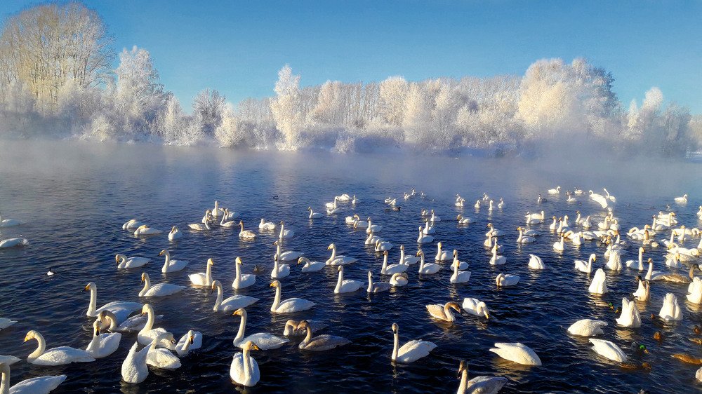Лебединое озеро