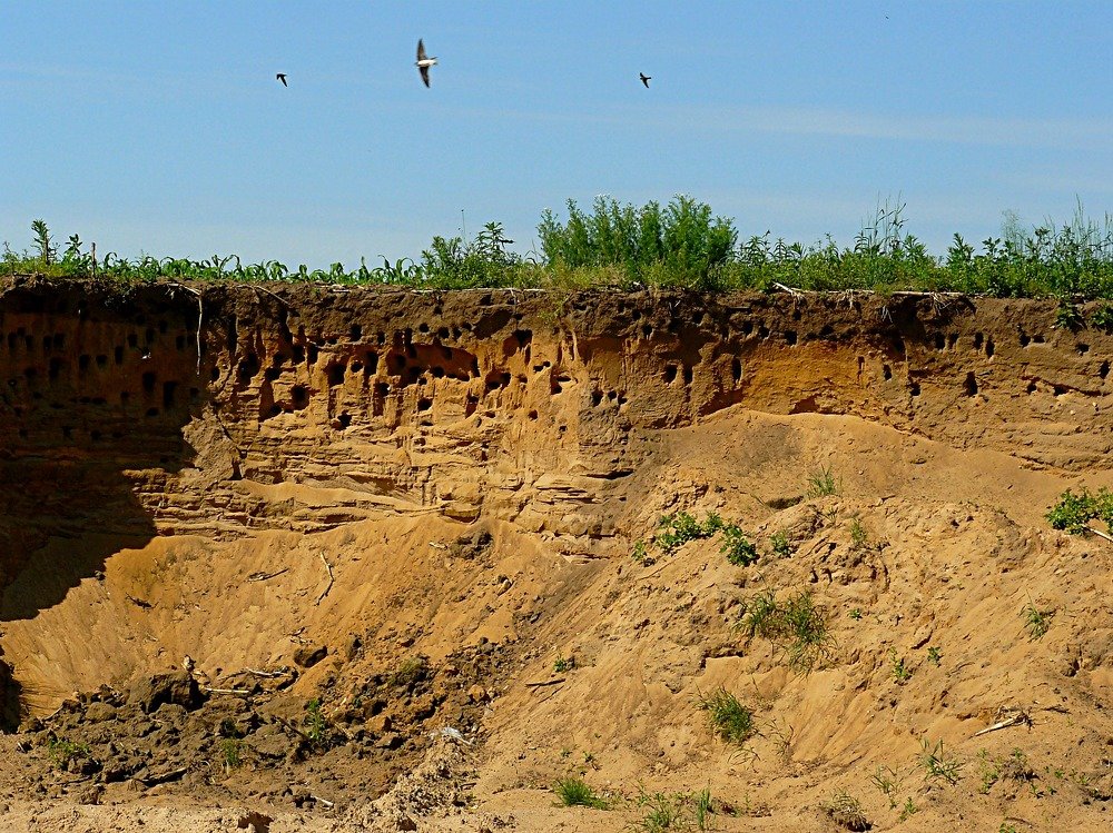 Гнездилище стрижей