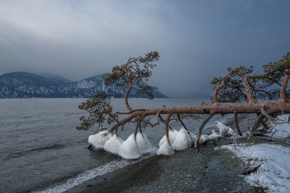 ''Поклонная сосна''