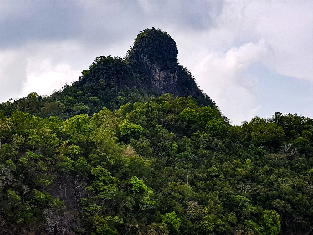 Gorilla watching from mountain
