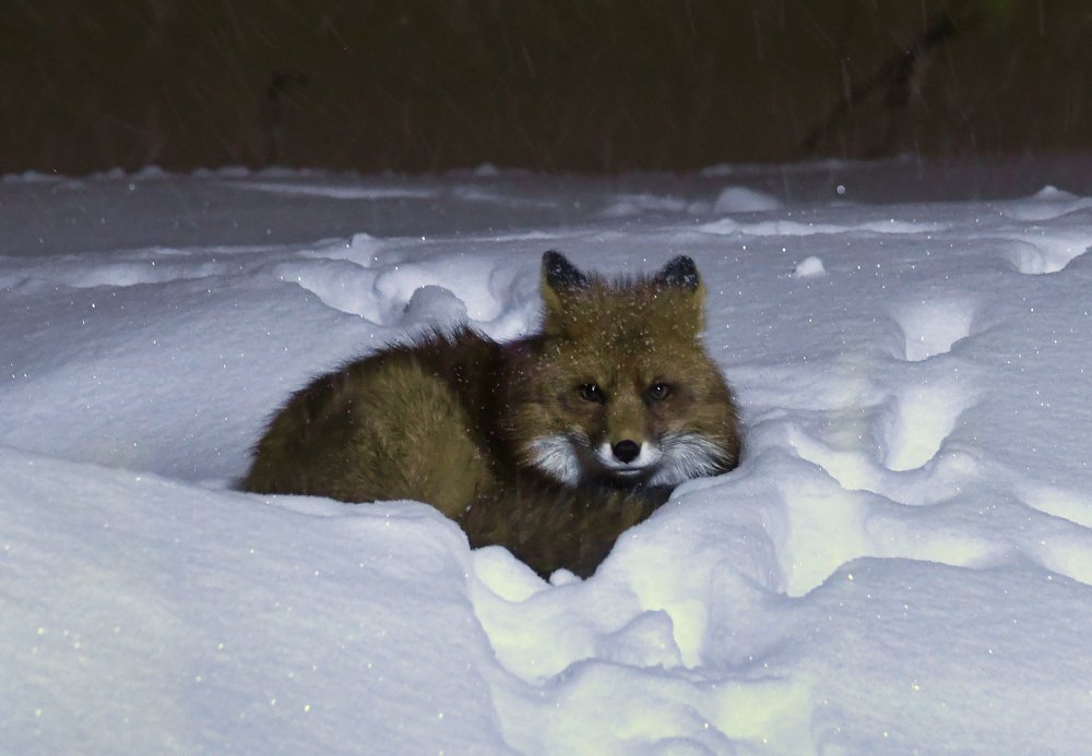 Ночная гостья