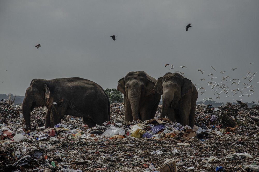 In the grip of destruction