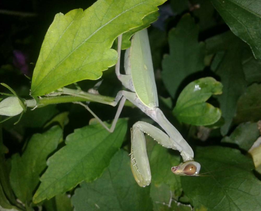 Фотография автора Татьяна Хуссейн