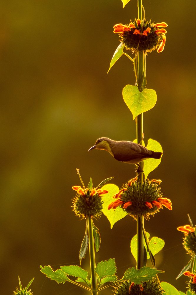 Sunbird golden lighting