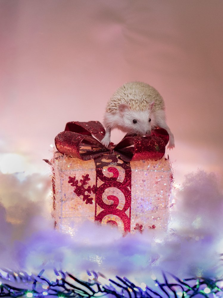 Ежиные истории