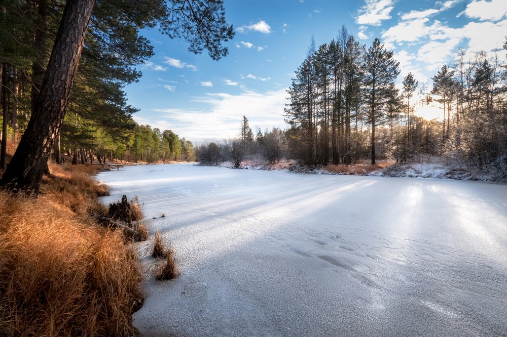 Сказочный лес