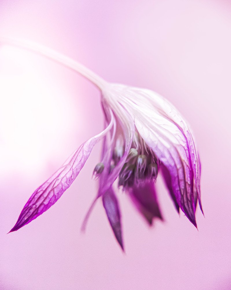 Фотография автора Марина Алексеевская