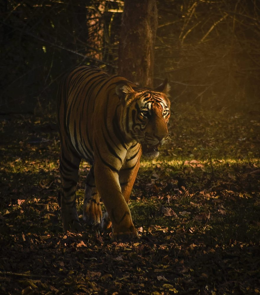 Photograph by Kumar Sharath