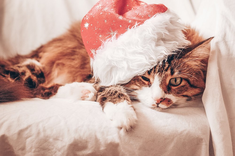 Photograph by Антонина Кузнецова