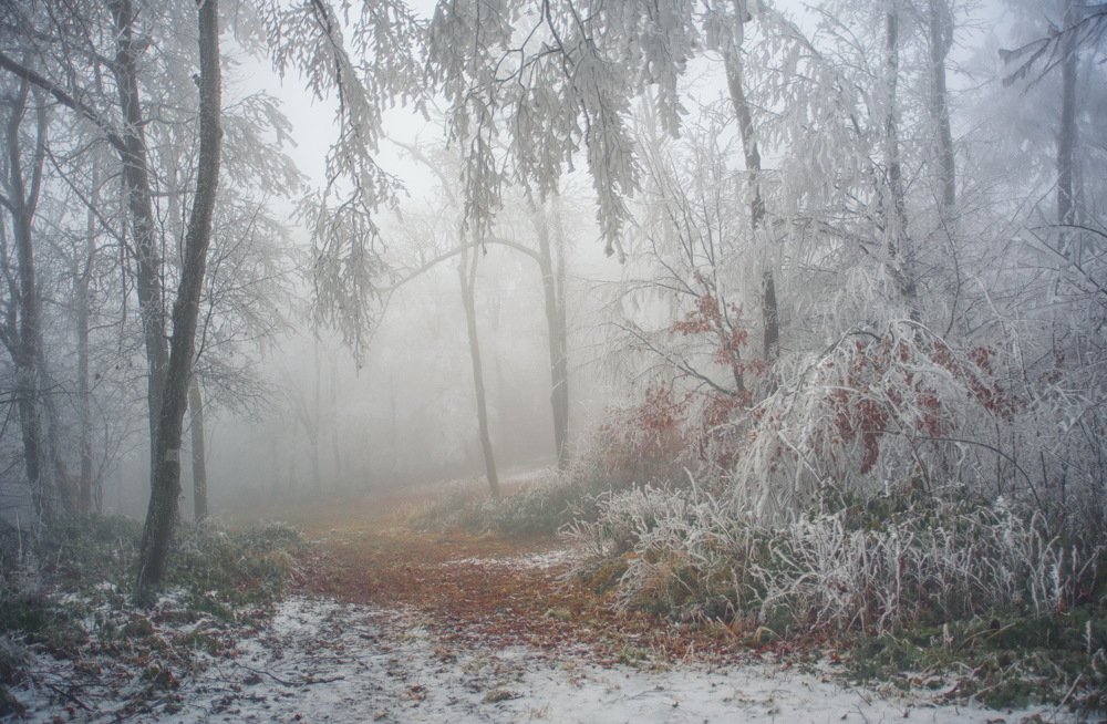 Фотография автора Gabor Dvornik