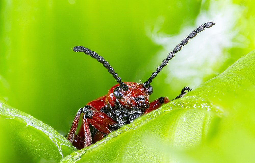 Photograph by Иван Радьков