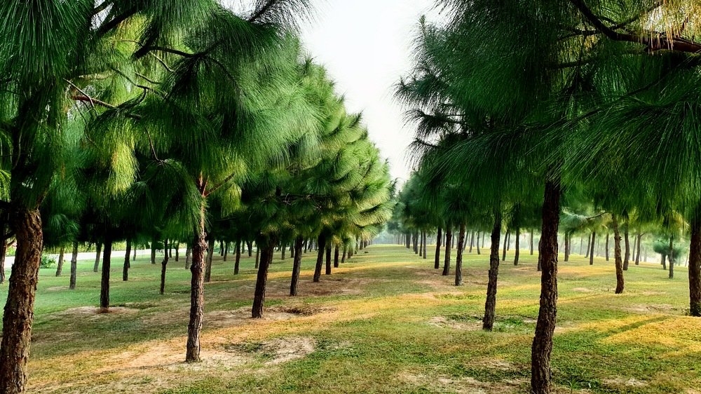 Photograph by Kamal Kishore Srivastava