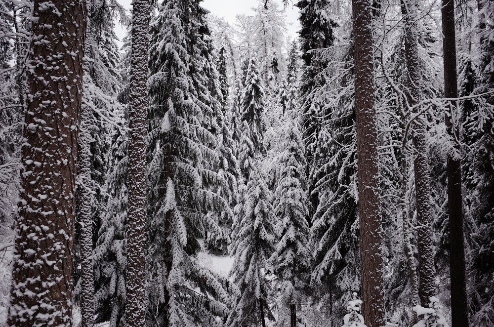 Фотография автора Ольга Шкотова