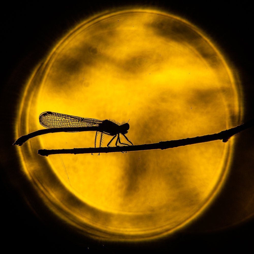 Dream of the dragonfly
