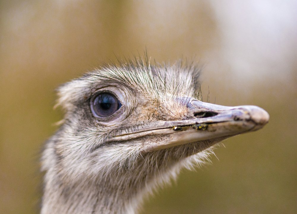 Глаза страуса
