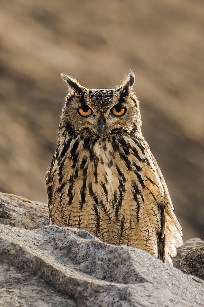 Фотография автора Naveen Kumar