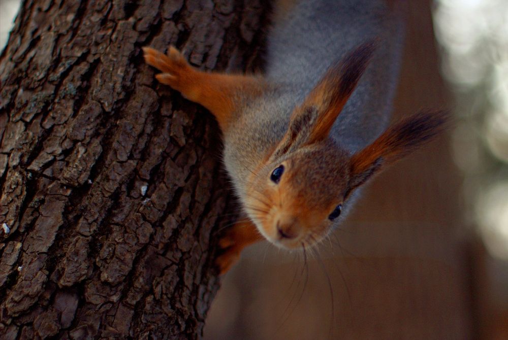 Белка на дереве