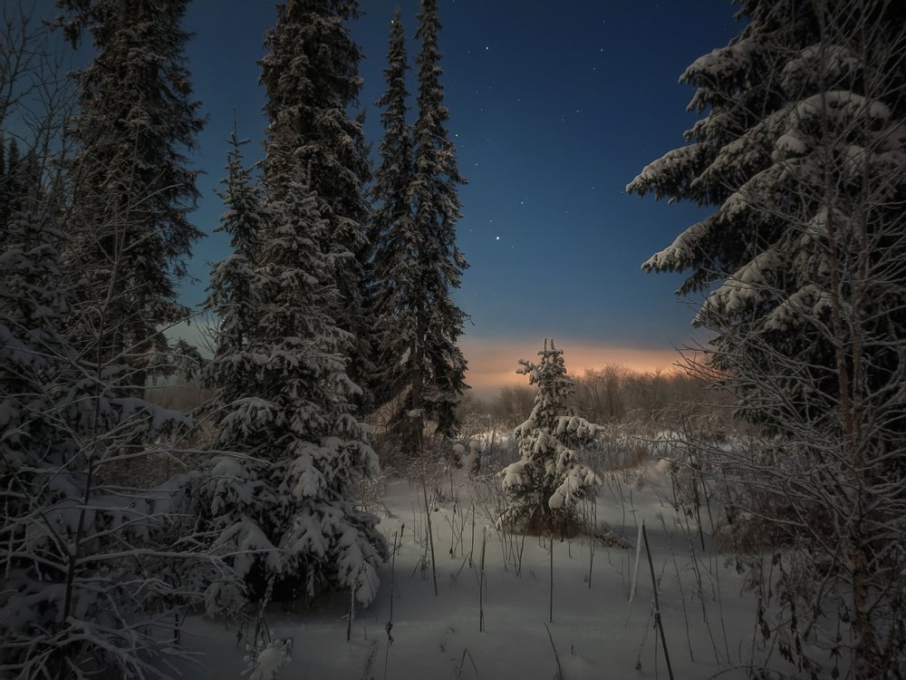 Ночной лес севера