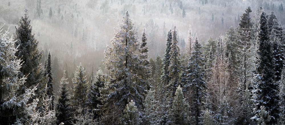 Photograph by Сергей Забиякин