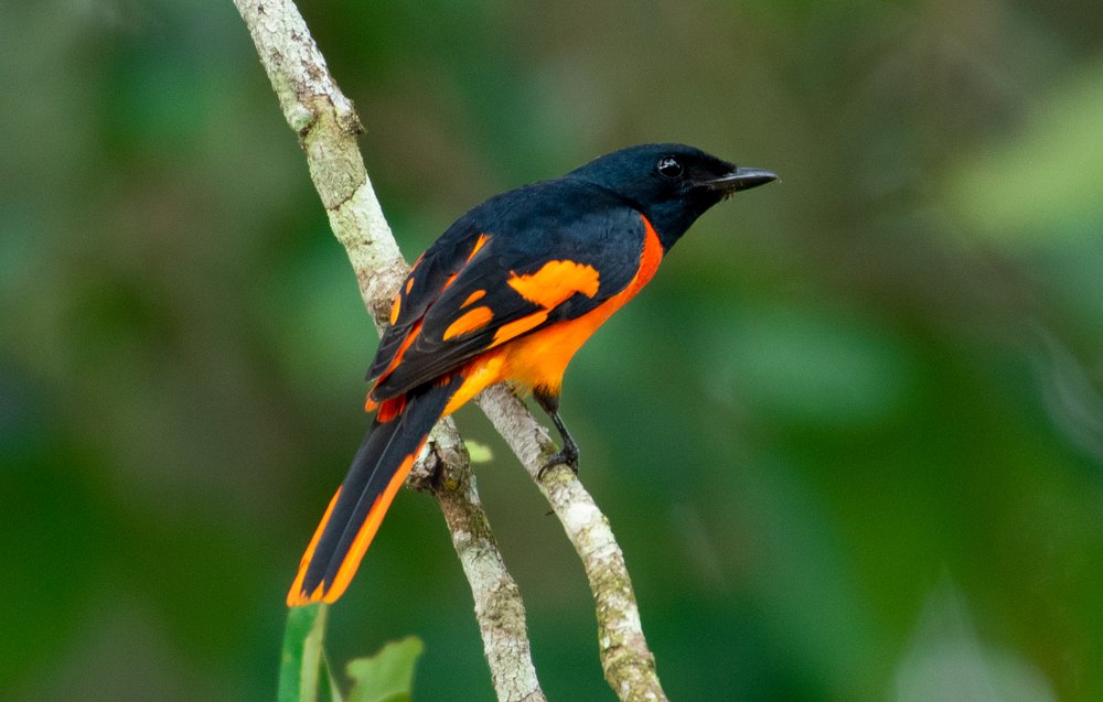 Photograph by Manjunath G